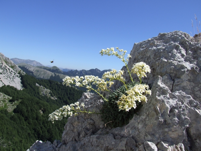 Saxifraga callosa / Sassifraga meridionale